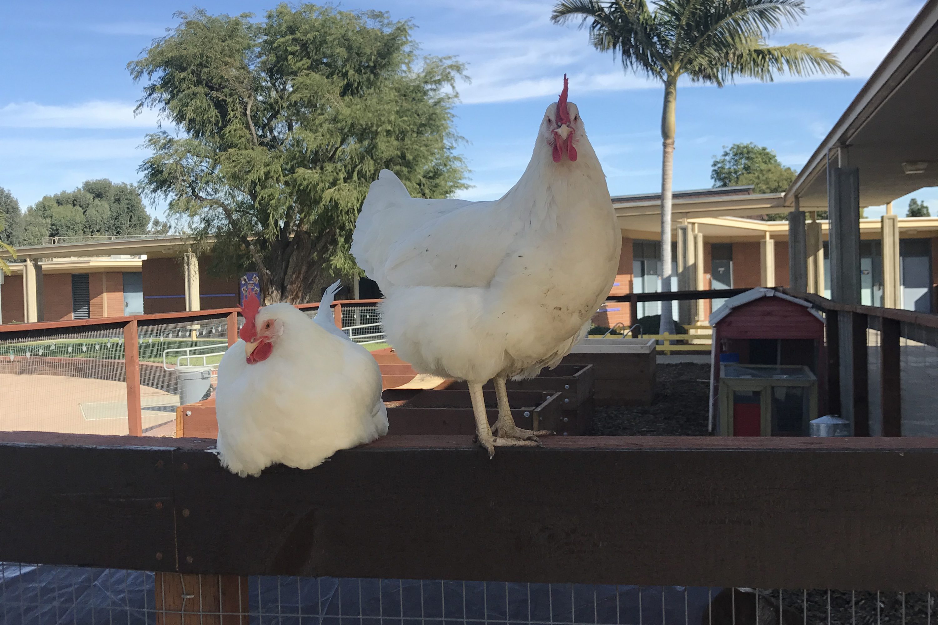 two hens perched on fence